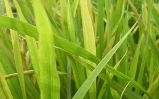 隆兩優(yōu)340水稻種子特征特性，大田每畝用種量1千克