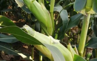 禾貯9號(hào)玉米品種的特性，中抗大斑病