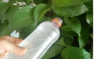 大盆綠蘿的養(yǎng)殖方法，每隔一周澆一次水