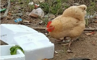 雞能吃泡沫嗎，雞不可以吃泡沫