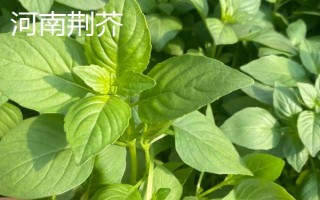 河南荊芥在幾月份種植，可以在春季4月份種植