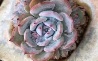 多肉植物景天科擬石蓮花屬有哪些，常見(jiàn)以下9種