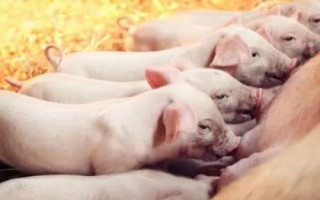 仔豬不好好吃奶的原因，母豬泌乳不足會(huì)導(dǎo)致