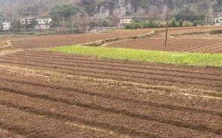 茄子的種植方法，選擇適應(yīng)當(dāng)?shù)胤N植的品種