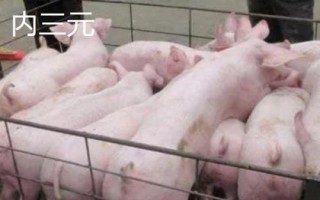 外三元豬和內(nèi)三元豬的區(qū)別，雜交方式不同