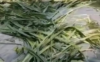 羅非魚吃不吃草，草是羅非魚的主要食物來源