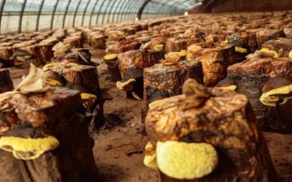 桑黃的種植技術(shù)，最佳的出菇溫度在25-30℃之間