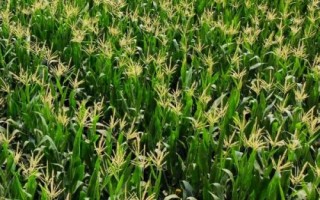 華單690玉米種簡(jiǎn)介，提高播種質(zhì)量