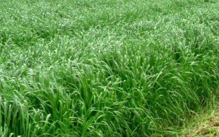 黑麥草的種植方法，在春季3-4月份種植為佳