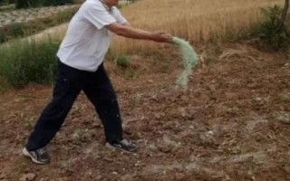 化肥撒在地里不澆水幾天失效，與施入的化肥品種有關