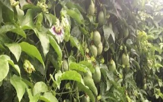 百香果如何進行春季管理，在定植后應(yīng)該澆足定根水