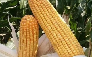 金誠(chéng)51玉米品種簡(jiǎn)介，單作每畝種植4000株左右