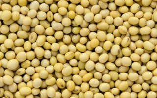 沈農17號大豆種子介紹，屬晚熟品種