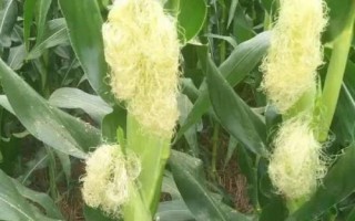 桂單663玉米種子介紹