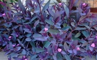紫竹梅的花語，寓意堅(jiān)決、勇敢、無畏等