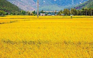 香粳11A水稻種簡(jiǎn)介，在孝感5月中旬至6月底播種