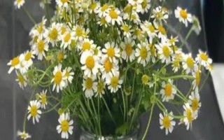 小雛菊鮮花的養(yǎng)護方法，每天接受5-6小時的散射光照