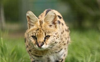 貓頭鷹的天敵，金雕、食猿雕、猛雕、叢林貓等都是其天敵
