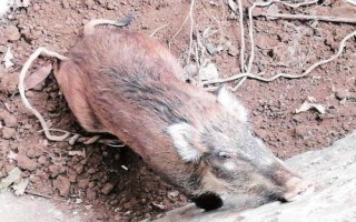 野豬害怕的東西和驅(qū)趕方法，害怕其它猛獸和強(qiáng)光