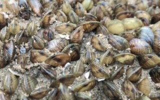 什么是海瓜子，屬于貽貝科、肌蛤?qū)佘涹w動物