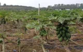 木瓜種植及管理方法，需選擇根部完整的幼苗進行定植