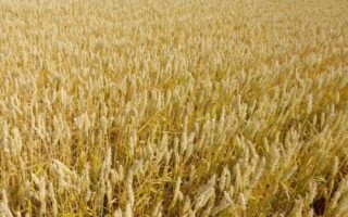 賽德麥8號小麥種子特征特性，適宜播種期10月上中旬