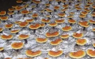 靈芝生長需要什么環(huán)境，溫度要達(dá)到25-30℃