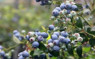 藍(lán)莓的種植氣候條件，一天需要6-16小時(shí)左右的光照