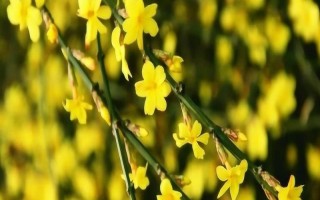 代表立春的花卉，迎春花具有代表性