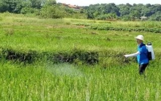 稻縱卷葉螟什么時(shí)候防治效果好，7月上中旬至8月中旬進(jìn)行