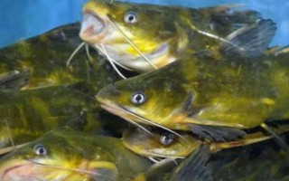 黃骨魚是什么魚，是底棲性魚類