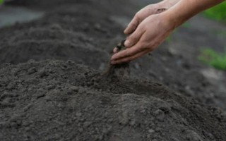 虎耳草在幾月開花，每年4到11月開花