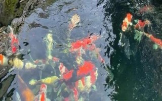 魚(yú)池過(guò)濾器需要24小時(shí)開(kāi)的嗎，密度低的話可以間歇性開(kāi)