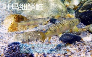 黑龍江省林口縣的特產(chǎn)，滑子蘑深受國(guó)內(nèi)外消費(fèi)者的喜愛