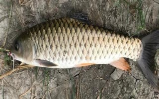 軍魚喜食的餌料，可使用蚯蚓、雞肝、鴨腸等自然餌