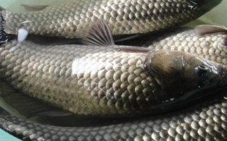 炮竿是什么，是傳統(tǒng)釣法常用的魚竿