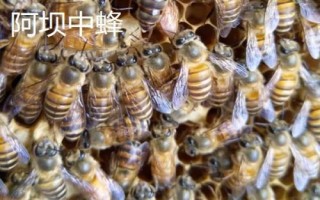 土蜂屬于哪種蜜蜂，一般是指中華蜜蜂