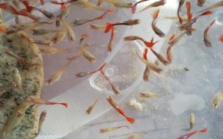 小魚苗什么時候喂食，出生第二天就可以喂食了