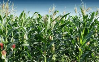 葫德美5號(hào)玉米種簡(jiǎn)介，5月1日-5月15日播種