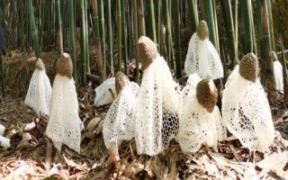 竹蓀和羊肚菌的區(qū)別，科屬、外觀和生長環(huán)境均不同
