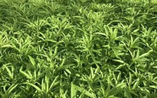 蘆蒿怎么種植，選用良種可提高產(chǎn)量