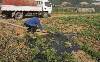 花椒樹苗什么時候種植，秋季8-9月份之間種植最佳