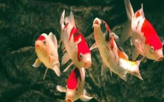 錦鯉和龍鳳錦鯉有什么區(qū)別，前者的體型較大、后者的體型相對(duì)較小