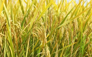 連優(yōu)3189水稻種子介紹，每畝基本苗6-7萬