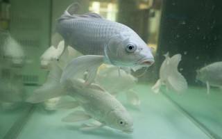 怎么給銀龍魚喂食，建議每天投喂三至四次