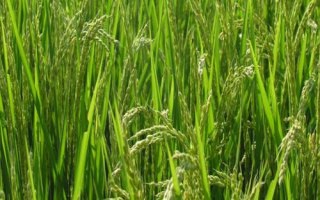 特優(yōu)919水稻種子特征特性，因該品種穗大粒多