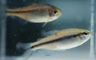 貝蒂燈魚好不好養(yǎng)，適合新手飼養(yǎng)