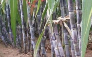 黑皮甘蔗簡(jiǎn)介，因莖桿皮呈黑色而得名