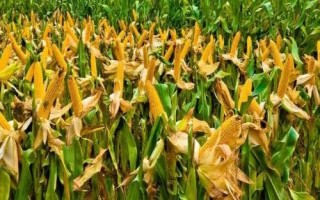 稼農(nóng)3108玉米種子特點(diǎn)，密度4000—4500株/畝