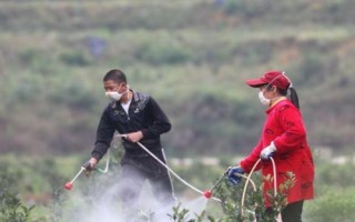 果樹藥害如何救治，可及時灌水噴水或噴藥中和等